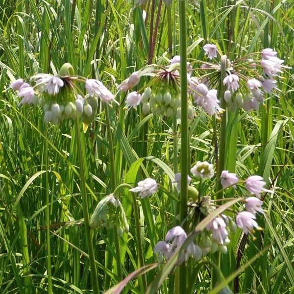Close-up of pink allium flowers on Nodding Onion blooming in late summer to early fall.