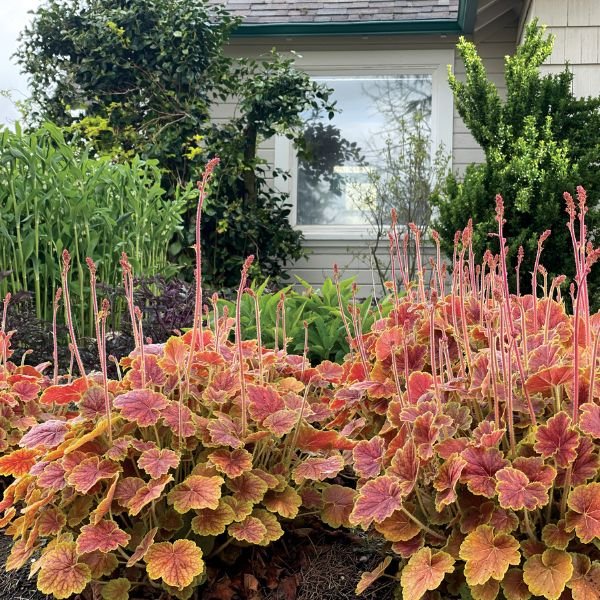 Close-up of pink heuchera flowers on Northern Exposure™ Sienna Coral Bells blooming in early summer to late summer to late spring.