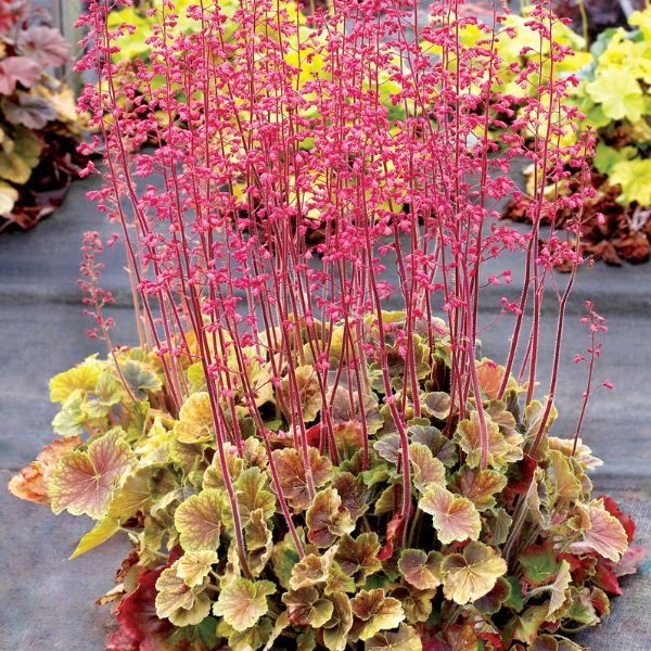 Perennial foliage of Northern Exposure™ Sienna Coral Bells (Heuchera x 'TNHEUNESI') in a garden setting.