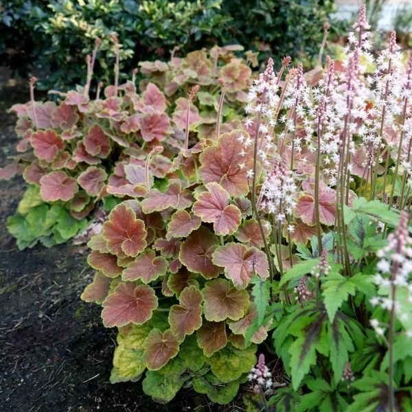 Northern Exposure™ Sienna Coral Bells (Heuchera x 'TNHEUNESI'), a perennial featuring pink flowers and perennial.