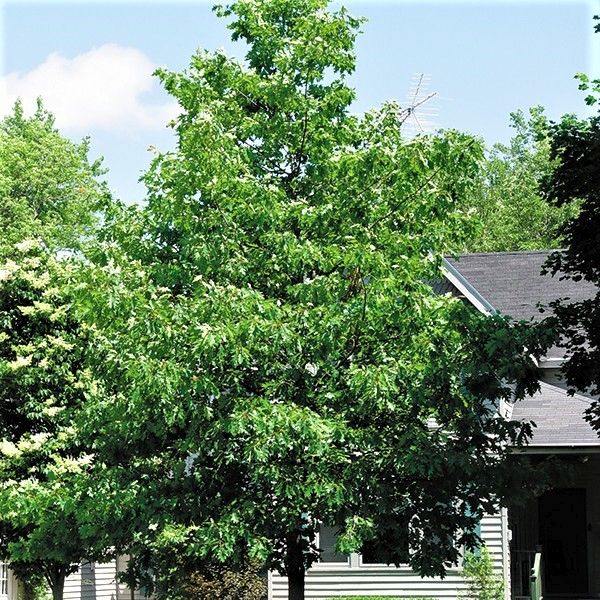Close-up of yellow, green quercus flowers on Northern Red Oak Tree blooming in late spring.