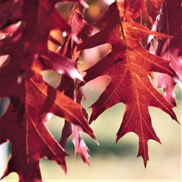 Deciduous foliage of Northern Red Oak Tree (Quercus rubra) in a garden setting.