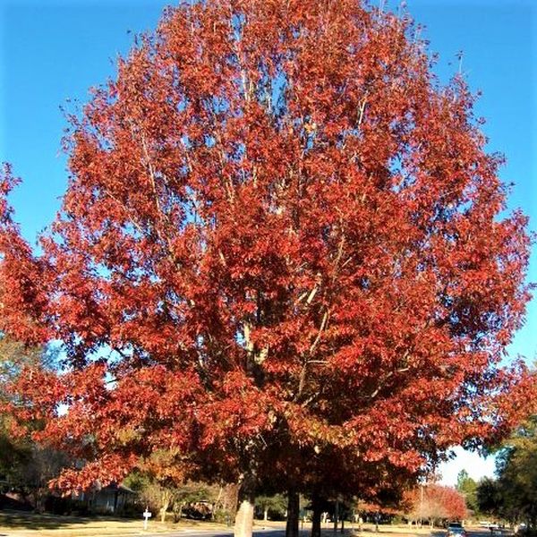 Northern Red Oak Tree (Quercus rubra), a tree featuring yellow, green flowers and deciduous.