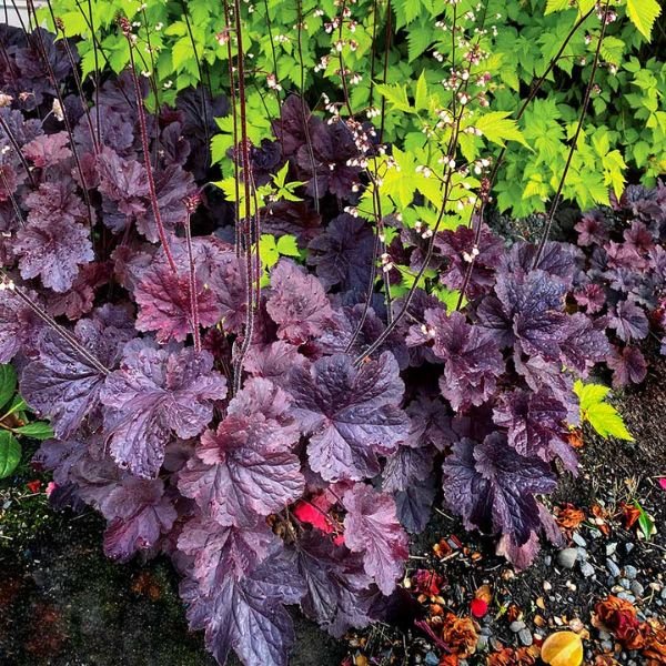 Northern Exposure™ Black Coral Bells in Landscape