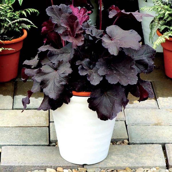 Northern Exposure™ Black Coral Bells in Pot