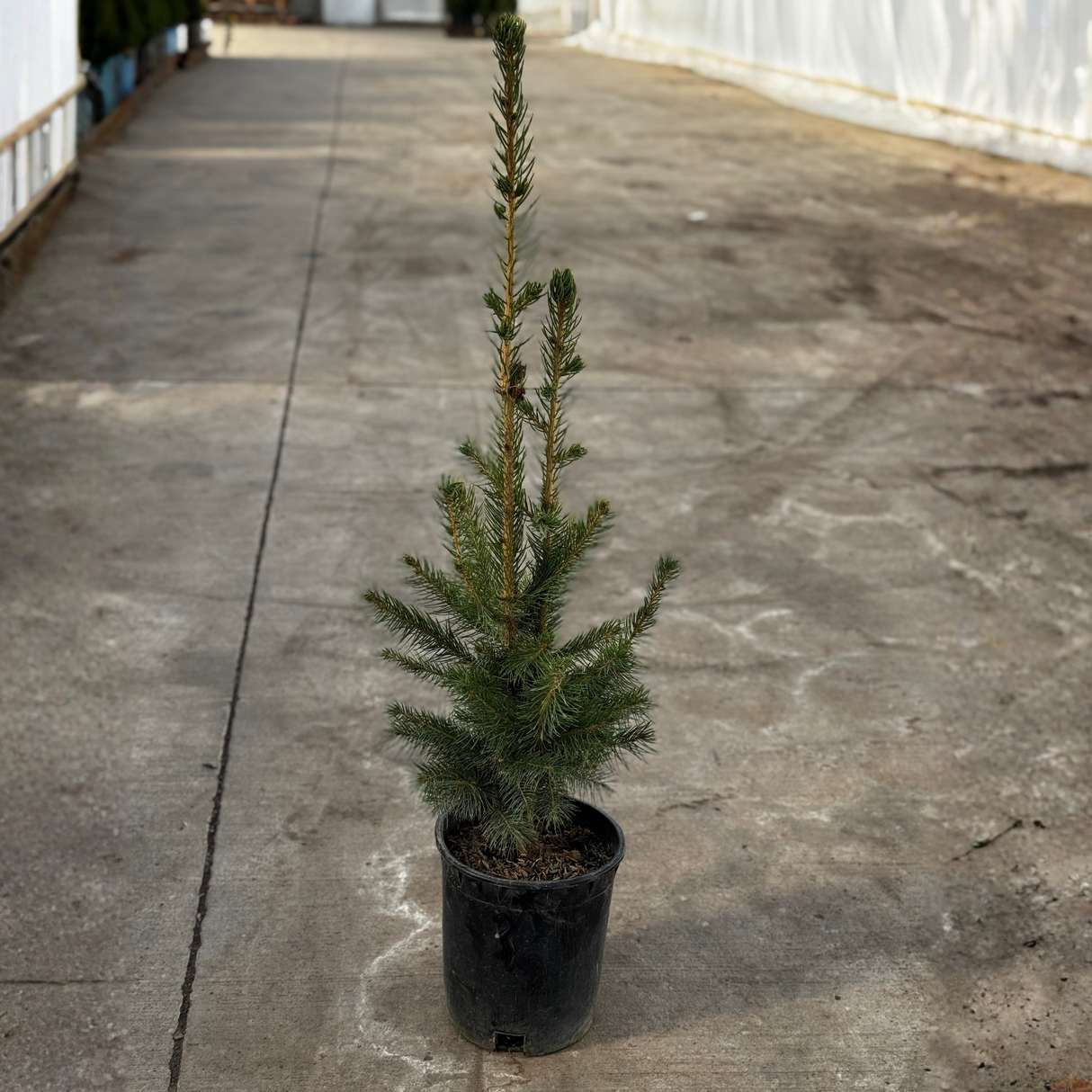 Norway Spruce Tree