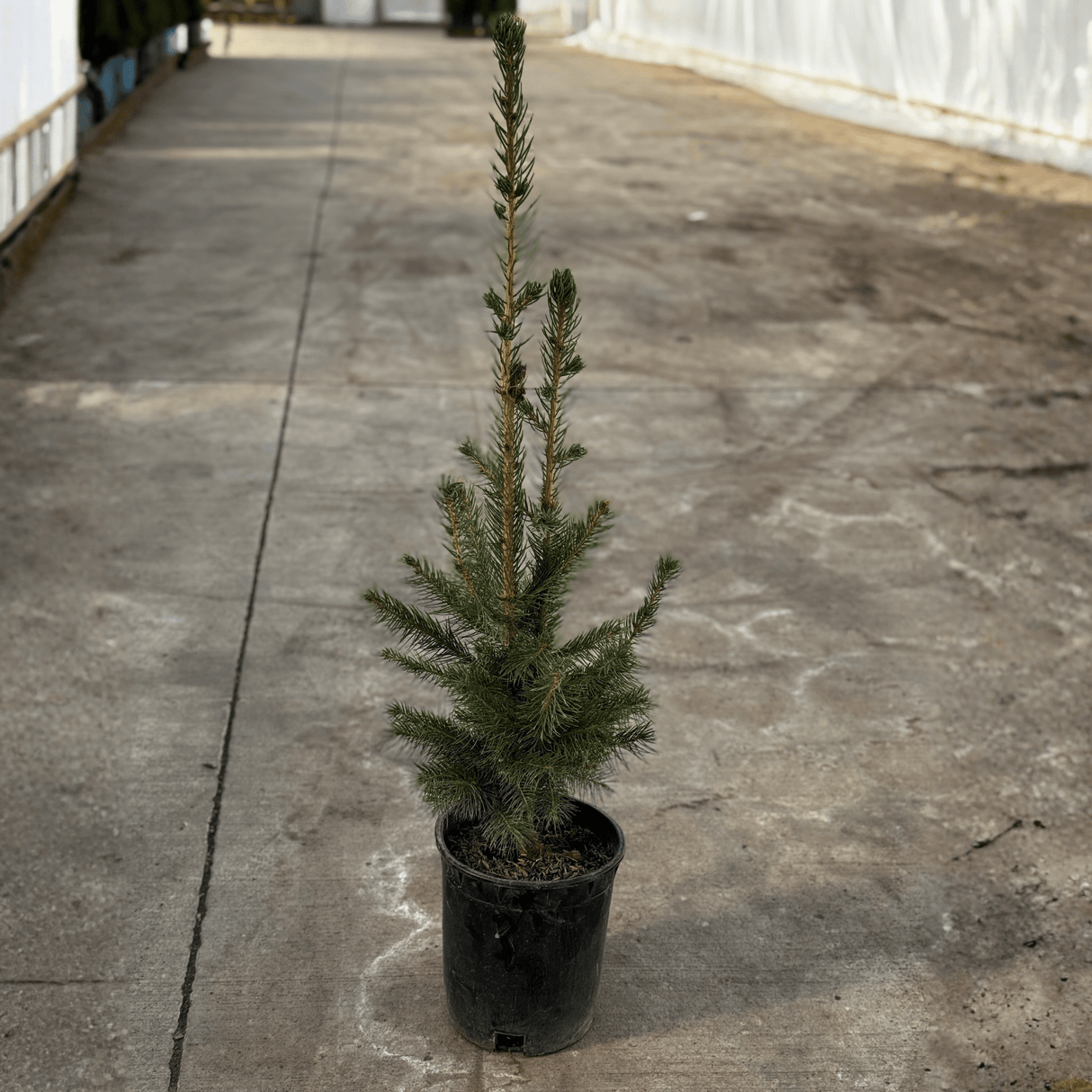 Norway Spruce Tree
