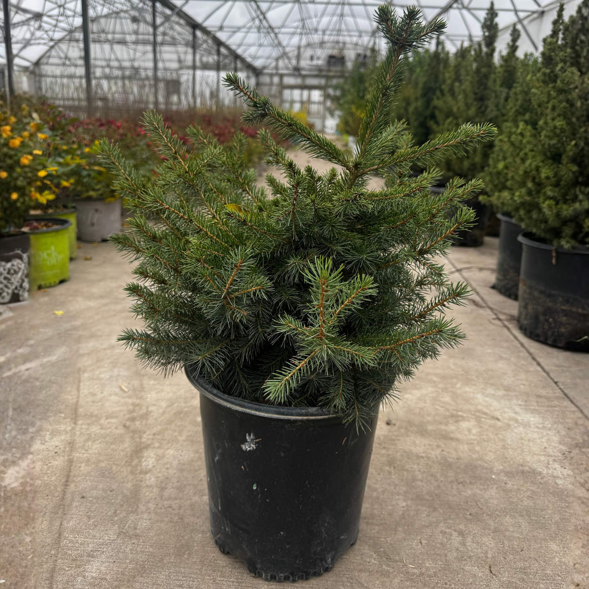 Norway Spruce Tree