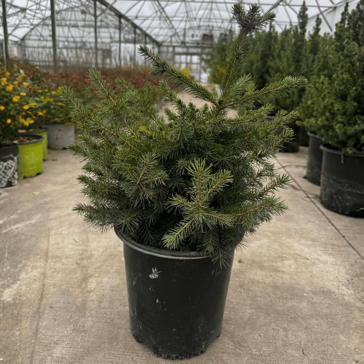 Norway Spruce Tree