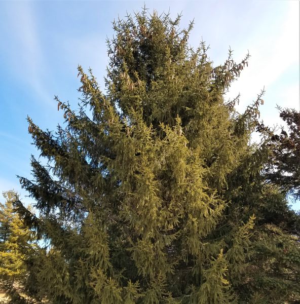Detail view of Norway Spruce Tree (Picea abies) showing plant structure and foliage.