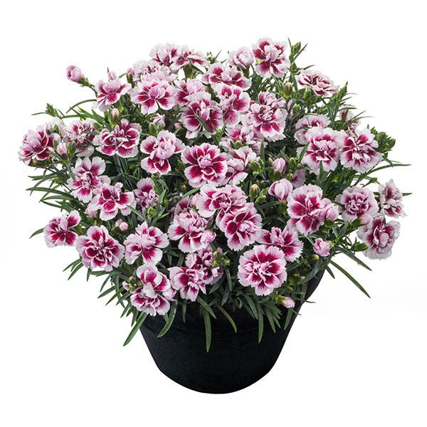 Odessa® Amy Dianthus