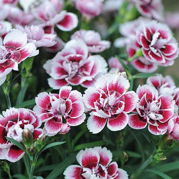 Odessa® Amy Dianthus
