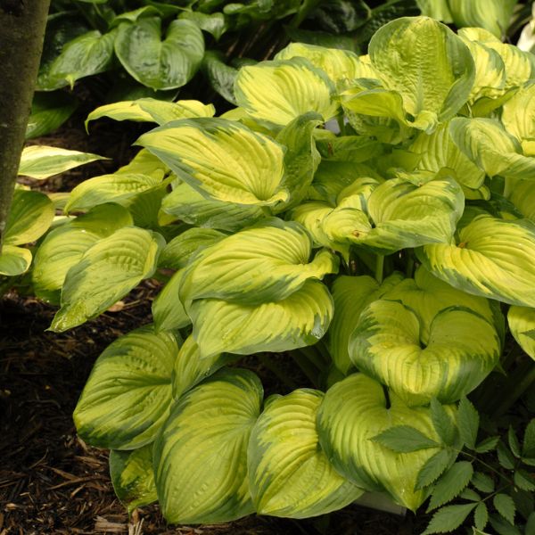 Close-up of purple hosta flowers on Old Glory Hosta blooming in late summer to early fall.