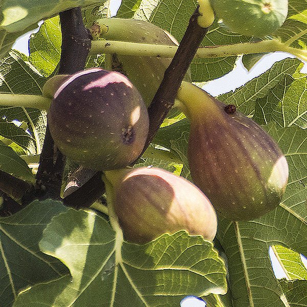 Olympian Fig Tree (Ficus carica 'Olympian'), a tree featuring deciduous and erect, multi-stemmed form.