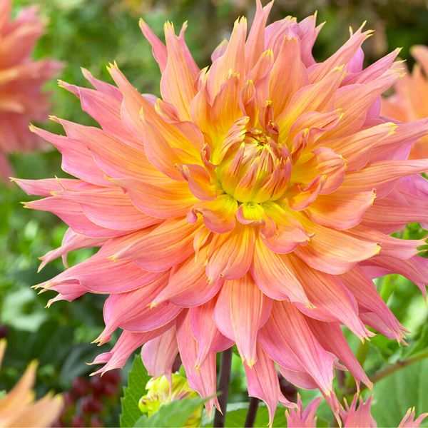 Omega Dahlia Bloom