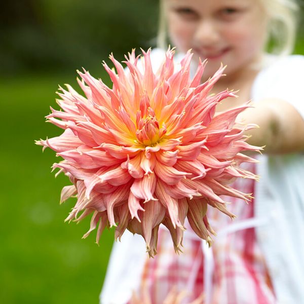 Omega Dahlia Kid Holding Flower