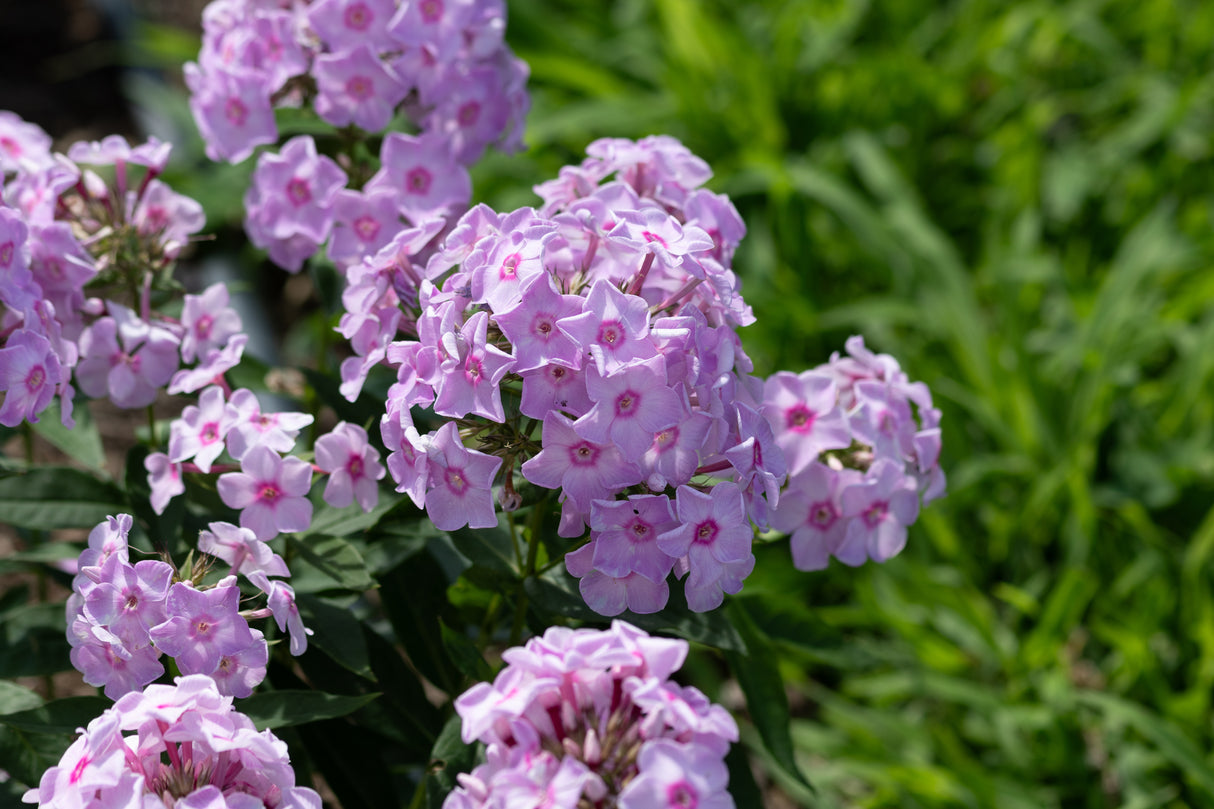 Opening Act Blush Tall Garden Phlox displaying clusters of soft pink blooms with deeper pink centers in a sunny garden border.
