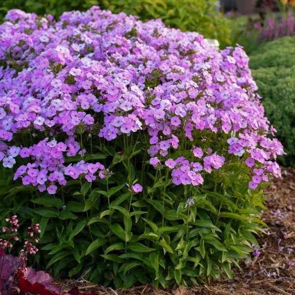 Close-up of purple phlox flowers on Opening Act Blush Tall Garden Phlox blooming in early summer to late summer to early fall.