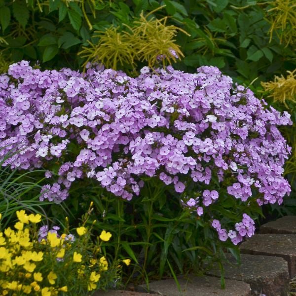 Perennial foliage of Opening Act Blush Tall Garden Phlox (Phlox hybrid PP27,462) in a garden setting.