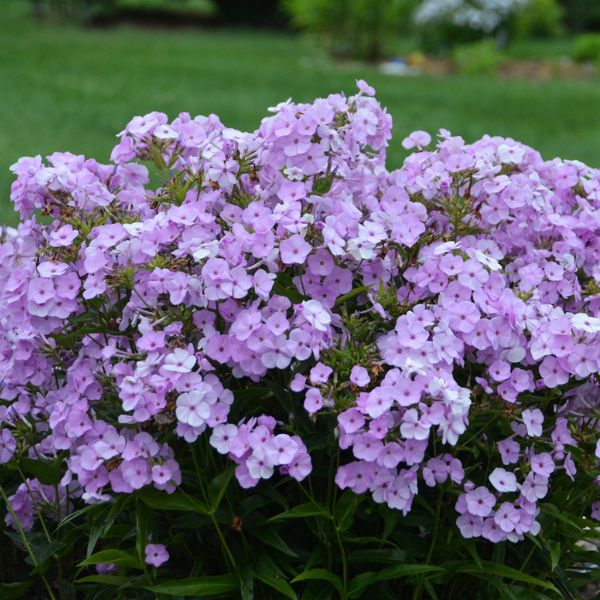 Opening Act Blush Tall Garden Phlox (Phlox hybrid PP27,462), a perennial featuring purple flowers and perennial.
