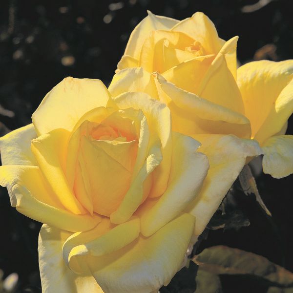 Oregold Hybrid Tea Rose (Rosa 'TANolg'), a shrub featuring yellow flowers and deciduous.