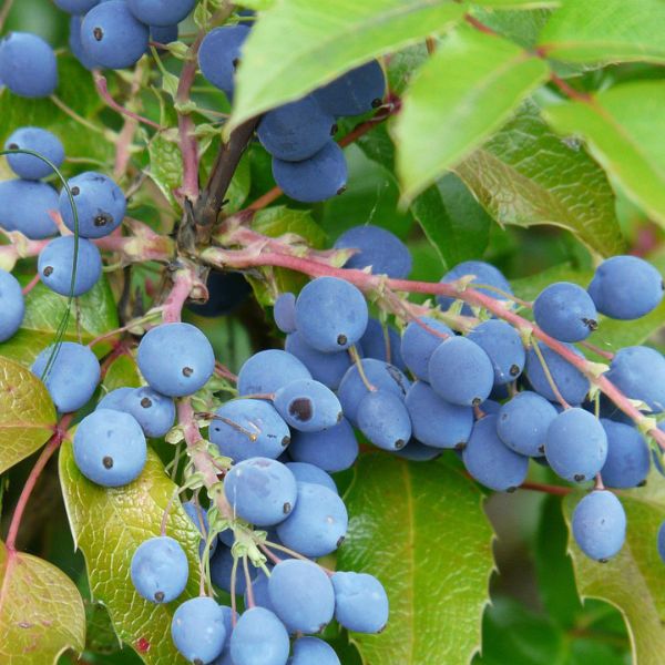 Oregon Grape Holly (Mahonia aquifolium), a shrub featuring yellow flowers and broad-leaved evergreen.