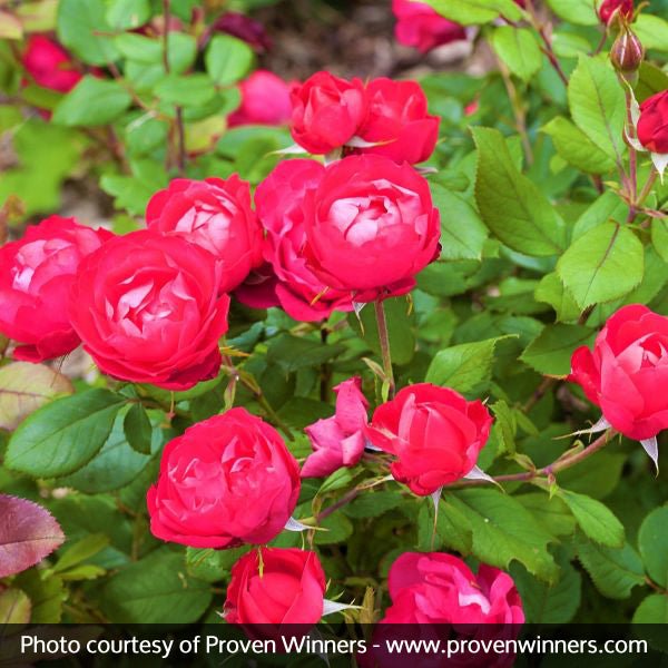 Oso Easy® Double Red Rose