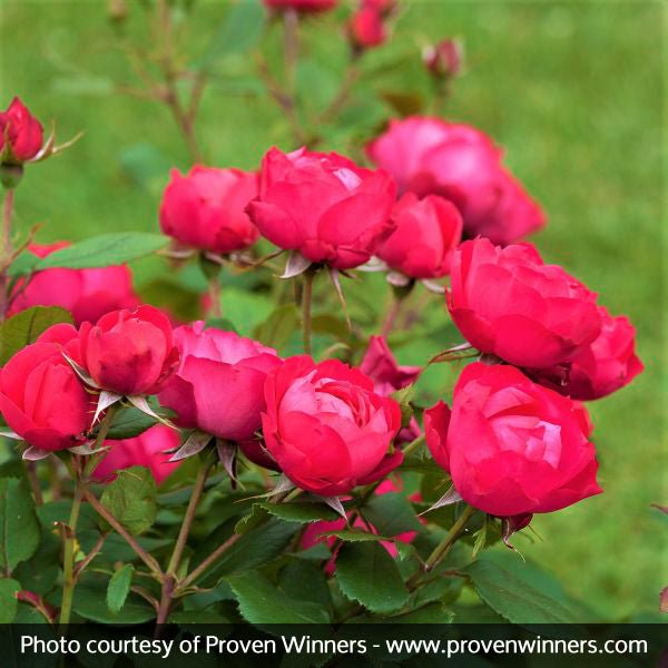 Oso Easy® Double Red Rose