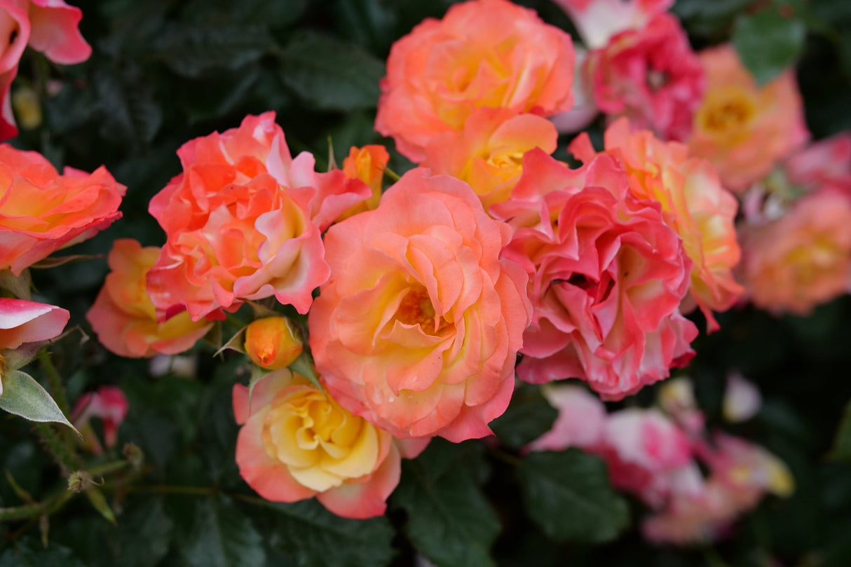 Oso Easy En Fuego Landscape Rose shrub, detail view