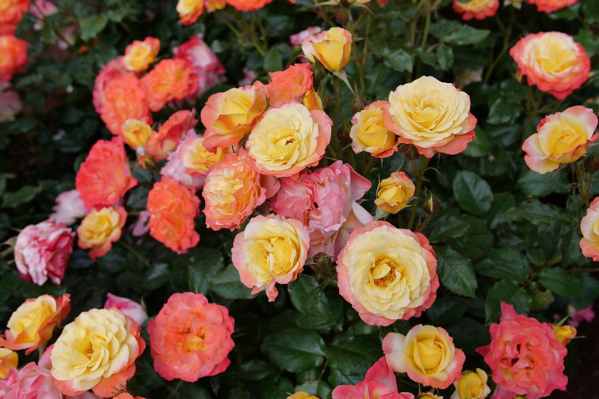 Oso Easy En Fuego Landscape Rose shrub, garden view