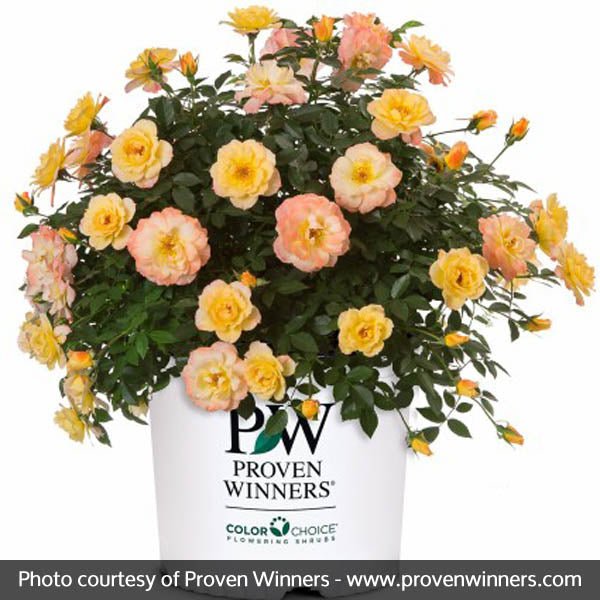 Oso Easy® Italian Ice® Rose