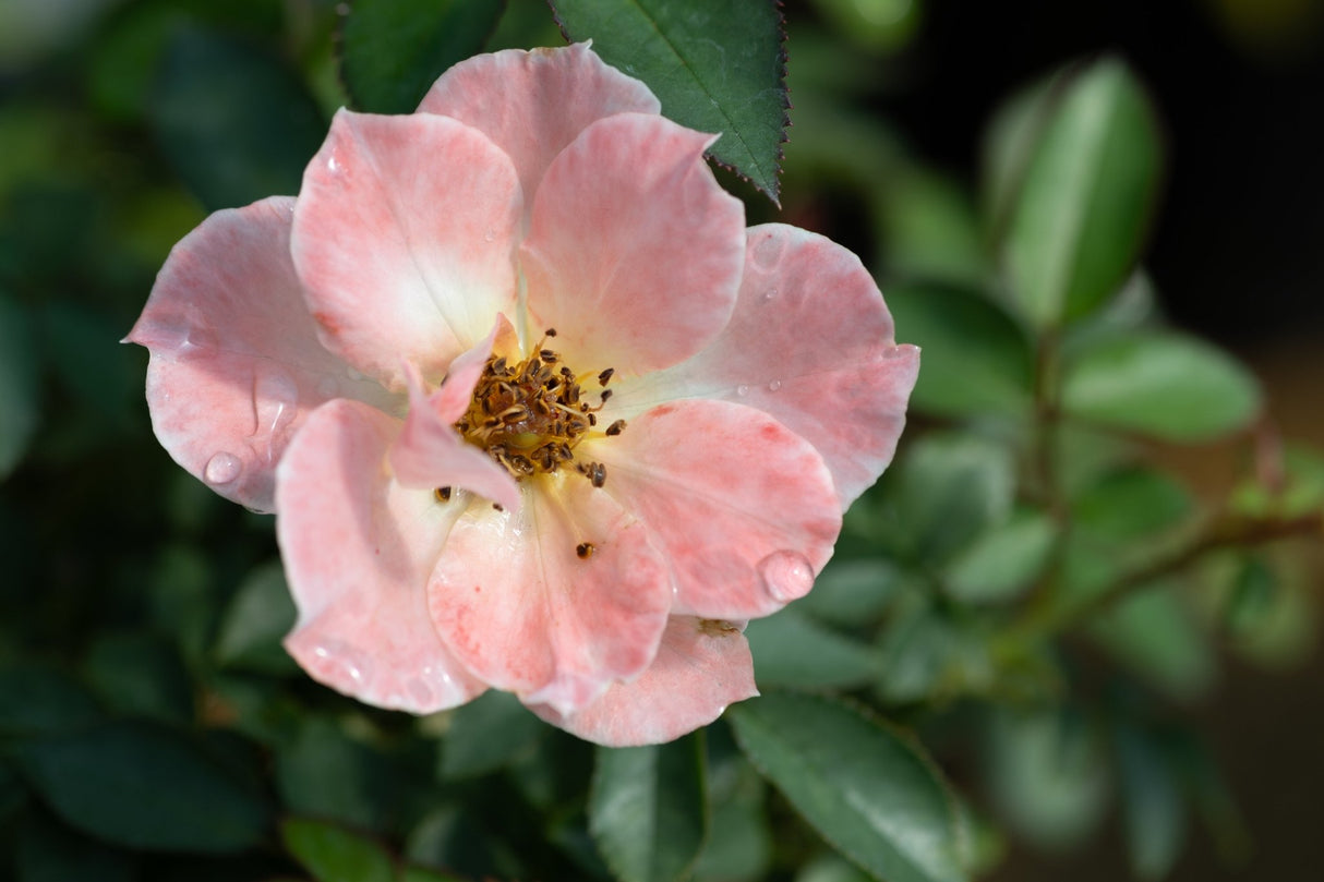 Close-up of Oso Easy Italian Ice shrub rose showing soft pink petals with water droplets and golden stamens.