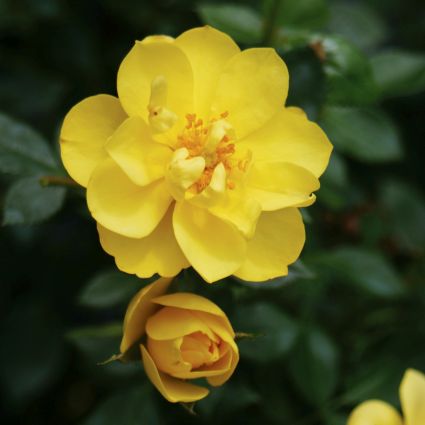 Oso Easy® Lemon Zest® Rose