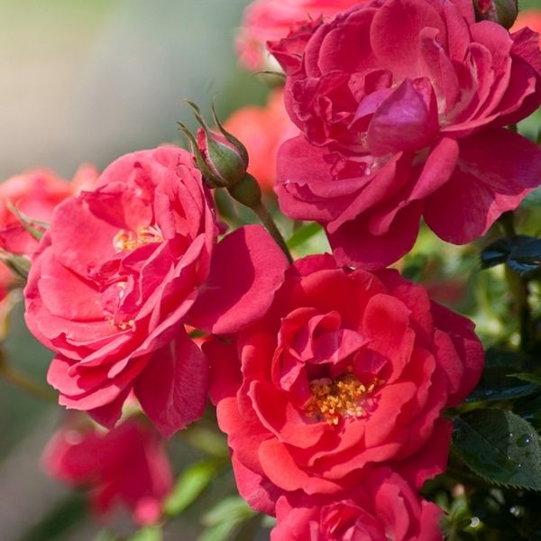 Oso Easy® Mango Salsa Shrub Rose - Nature Hills Nursery - #3 Container -