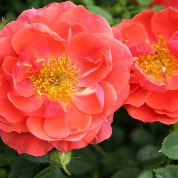 Oso Easy® Mango Salsa Shrub Rose - Nature Hills Nursery - #3 Container -