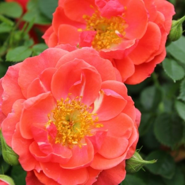 Oso Easy® Mango Salsa Shrub Rose - Nature Hills Nursery - #3 Container -