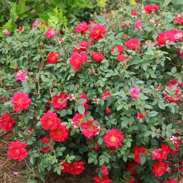 Oso Easy® Urban Legend® Shrub Rose - Nature Hills Nursery - #3 Container -