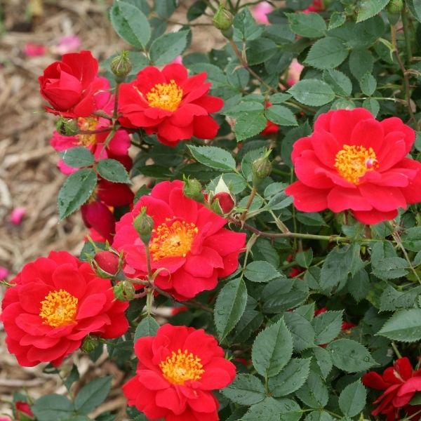 Oso Easy® Urban Legend® Shrub Rose - Nature Hills Nursery - #3 Container -