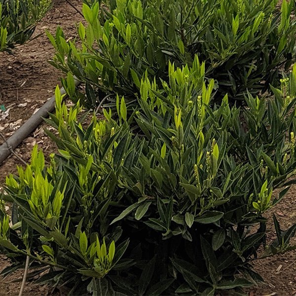 Otto Luyken Cherry Laurel Bush (Prunus laurocerasus 'Otto Luyken'), a shrub featuring white flowers and broad-leaved evergreen.
