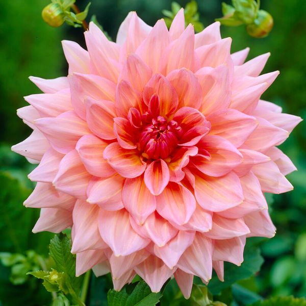Otto's Thrill Dahlia Bloom