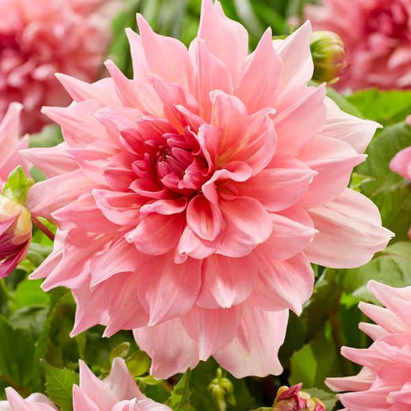 Otto's Thrill Dahlia Bloomed