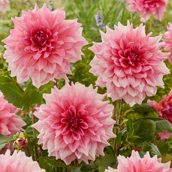 Otto's Thrill Dahlia Blooms