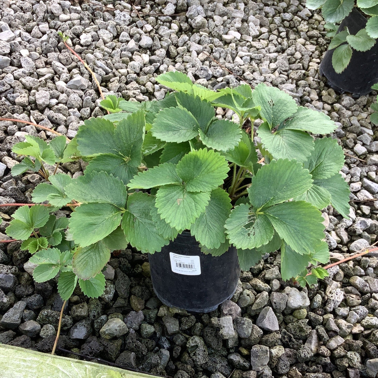 Ozark Beauty Everbearing Strawberry Plant