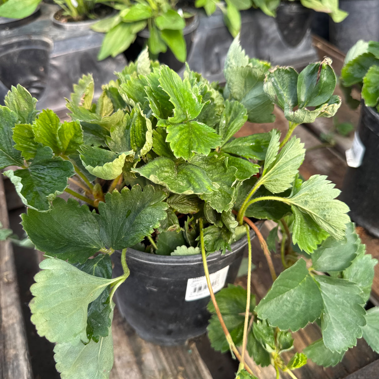 Ozark Beauty Everbearing Strawberry Plant