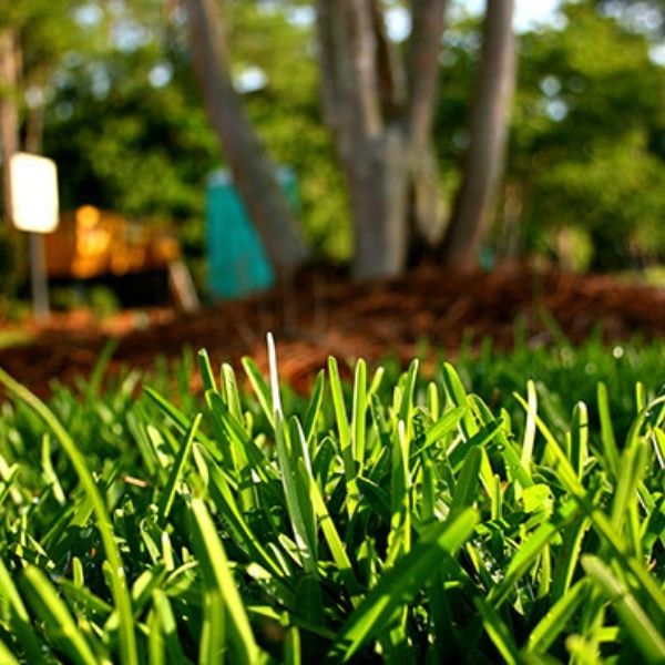 Palmetto® St. Augustine Grass Plugs - Nature Hills Nursery - 70 Plug Tray -