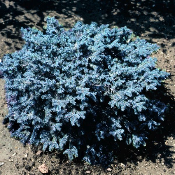 Detail view of Papoose Sitka Spruce (Picea sitchensis 'Papoose') showing plant structure and foliage.