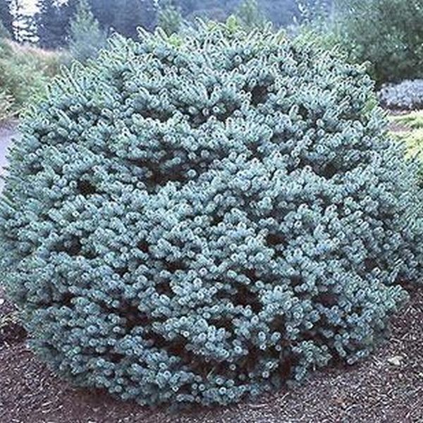 Papoose Sitka Spruce (Picea sitchensis 'Papoose'), a tree featuring evergreen and conical, horizontal form.