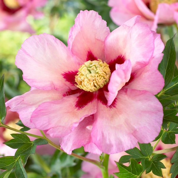 Pastel Splendor Peony - Perennial - Nature Hills Nursery -