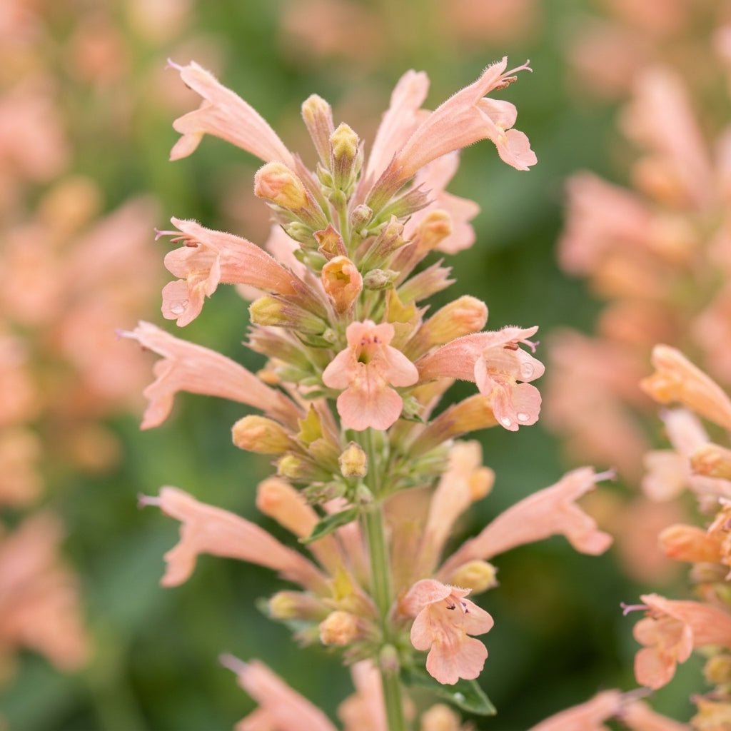 Peach Pearl Agastache