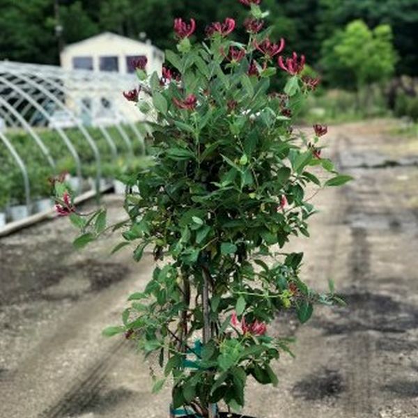 Peaches and Cream Honeysuckle Vine (Lonicera periclymenum 'Inov 86') growing in a garden landscape, showing mature perennial form.